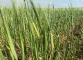Navigating Adversity: The Impact of Extreme Weather on Haakassia’s 2024 Harvest