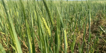 Navigating Adversity: The Impact of Extreme Weather on Haakassia’s 2024 Harvest