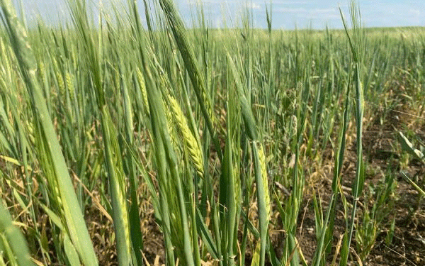 Navigating Adversity: The Impact of Extreme Weather on Haakassia’s 2024 Harvest