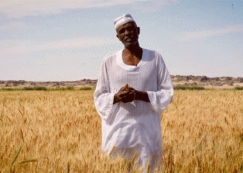 African Development Bank Boosts Sudan’s Wheat Production with $100 Million Grant