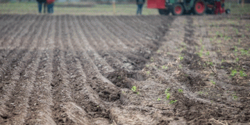 2025 Winter Wheat Harvest Predictions: Weather Challenges Pose Risks to Yields