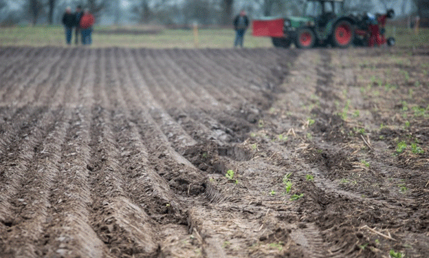 2025 Winter Wheat Harvest Predictions: Weather Challenges Pose Risks to Yields