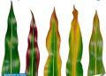 The Vital Role of Soil Testing in Enhancing Crop Nutrition