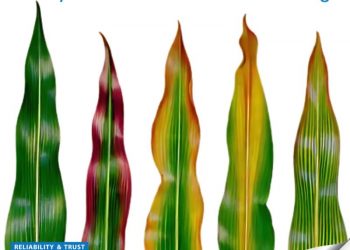 The Vital Role of Soil Testing in Enhancing Crop Nutrition