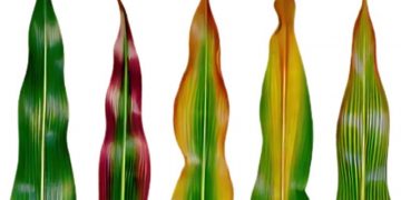 The Vital Role of Soil Testing in Enhancing Crop Nutrition