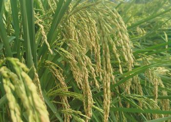 The Importance of Humility and Respect in Agriculture