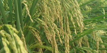 The Importance of Humility and Respect in Agriculture