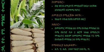 Revolutionizing Maize Farming: Introducing ZMS721 in Ethiopia