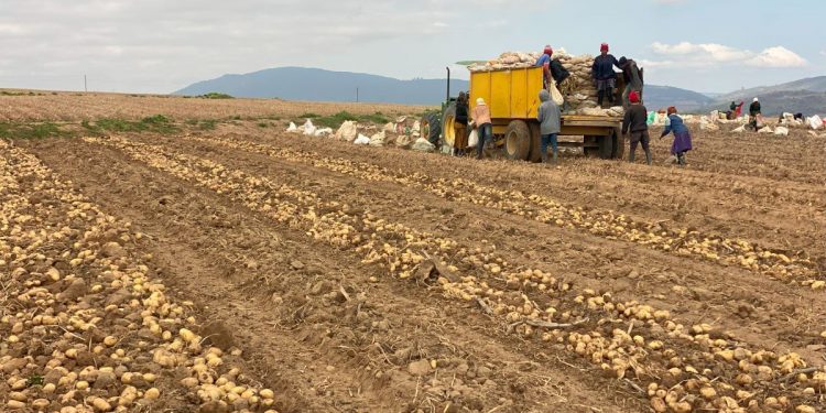 Boosting Potato Yields for Tanzanian Smallholder Farmers: A Mid-Harvest Update