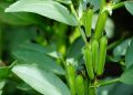 Field Beans: A Key Crop for Sustainable Agriculture in the Netherlands