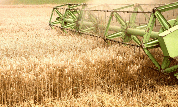 Russia’s Grain and Legume Harvest Hits 64 Million Tons: Insights and Challenges Ahead