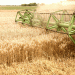 Russia’s Grain and Legume Harvest Hits 64 Million Tons: Insights and Challenges Ahead