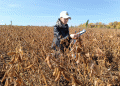 New Horizons for Soybean Cultivation in Krasnoyarsk Region: A Breakthrough in Seed Testing