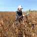New Horizons for Soybean Cultivation in Krasnoyarsk Region: A Breakthrough in Seed Testing