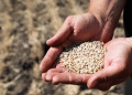 Kazakhstan’s Wheat Export Decline: A Call for Agricultural Reform