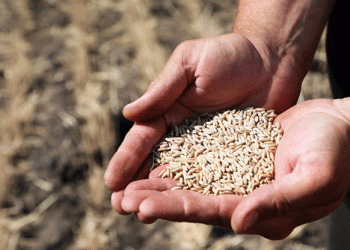 Kazakhstan’s Wheat Export Decline: A Call for Agricultural Reform