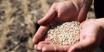 Kazakhstan’s Wheat Export Decline: A Call for Agricultural Reform