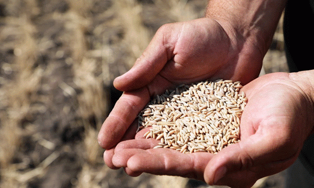 Kazakhstan’s Wheat Export Decline: A Call for Agricultural Reform
