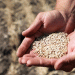 Kazakhstan’s Wheat Export Decline: A Call for Agricultural Reform