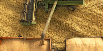 Navigating Quality Over Quantity: Russia’s Grain Harvest Outlook for 2024