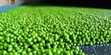 Mastering Pea Farming: Scientific Techniques for Higher Yields and Profits