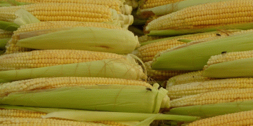 Soaring Prices and Shrinking Yields: The Corn Crisis in Russia