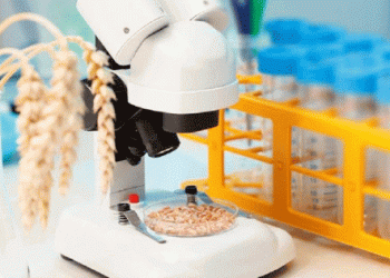 Title: Altai Farmers Produce Top-Quality Wheat Despite Weather Challenges