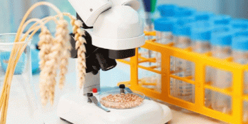 Title: Altai Farmers Produce Top-Quality Wheat Despite Weather Challenges