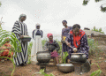 Empowering Women Farmers: The Rise of Fonio Cultivation in Ghana