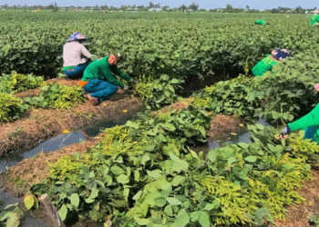 Successful Soybean Production and Consumption Partnership Boosts Economic Gains in An Giang