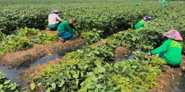Successful Soybean Production and Consumption Partnership Boosts Economic Gains in An Giang