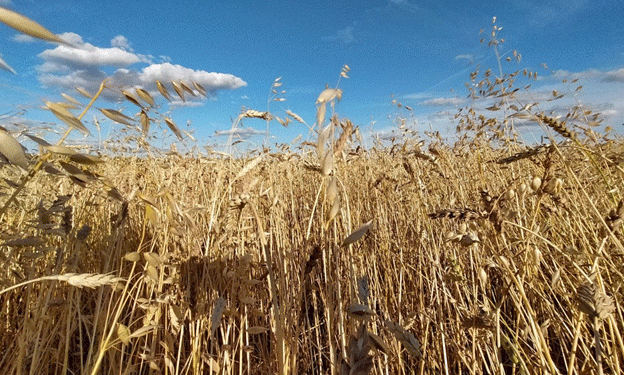 Omsk Region’s Remarkable Grain Harvest: A Surge in Yields for 2024