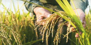 Thailand’s Resilient Rice Sector: Export Growth Amid Challenges
