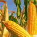 Closing the Gap: The Rise of Belarusian Corn Hybrids in the Global Market