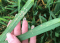 Understanding and Mitigating the Impact of Barley Yellow Dwarf Virus (BYDV) on Cereal Crops: A Critical Guide for Farmers and Agronomists