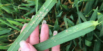 Understanding and Mitigating the Impact of Barley Yellow Dwarf Virus (BYDV) on Cereal Crops: A Critical Guide for Farmers and Agronomists