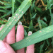 Understanding and Mitigating the Impact of Barley Yellow Dwarf Virus (BYDV) on Cereal Crops: A Critical Guide for Farmers and Agronomists