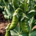 Profitable Early Pea Cultivation: Top 5 Varieties for September Sowing