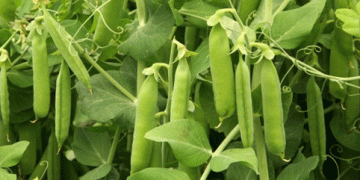 Unlocking New Heights: Two High-Yield Pea Varieties for Enhanced Agricultural Productivity