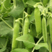Unlocking New Heights: Two High-Yield Pea Varieties for Enhanced Agricultural Productivity