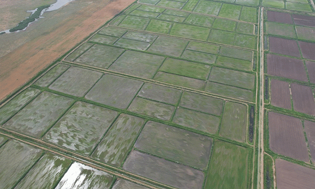 Rice Harvesting in the Northern Fields: Insights from Volgodonsk District, Rostov Region