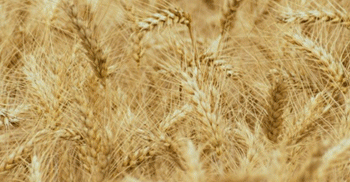 Record-Breaking Grain Harvest in Khakassia: Resilience Amid Challenges