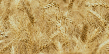 Record-Breaking Grain Harvest in Khakassia: Resilience Amid Challenges