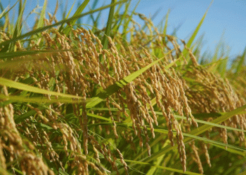 Cultivating a Future: How Russian Scientists Achieved Rice Self-Sufficiency