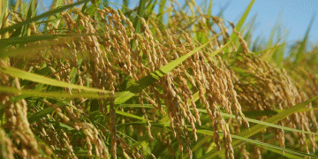 Cultivating a Future: How Russian Scientists Achieved Rice Self-Sufficiency