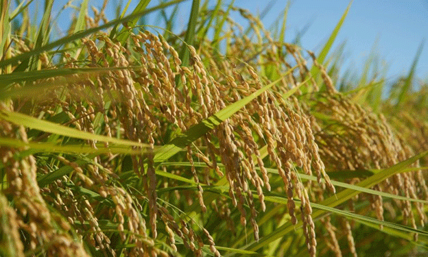 Cultivating a Future: How Russian Scientists Achieved Rice Self-Sufficiency