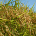 Cultivating a Future: How Russian Scientists Achieved Rice Self-Sufficiency