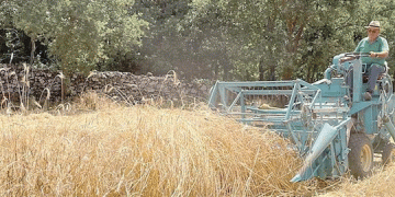 Reviving Tradition: The Serafica Family Brings Irmana Rye Back to Life on Mount Etna