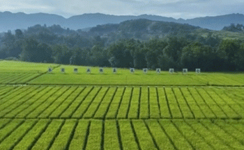 China’s Bumper Summer Harvest Paves the Way for a Record Autumn Yield