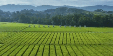 China’s Bumper Summer Harvest Paves the Way for a Record Autumn Yield